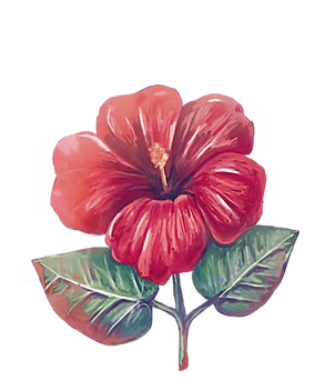 Hibiskus